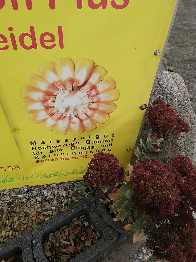 Köckerling Köckerling SGB 5/200 mit 420 mm breiten Blattfederstilen 200 cm Arbeitsbreite mit 5 gefederten Stilen die Verstopfungsfrei die pfluglose Bodenbearbeitung Idealerweise in Spezialkulturen erledigen