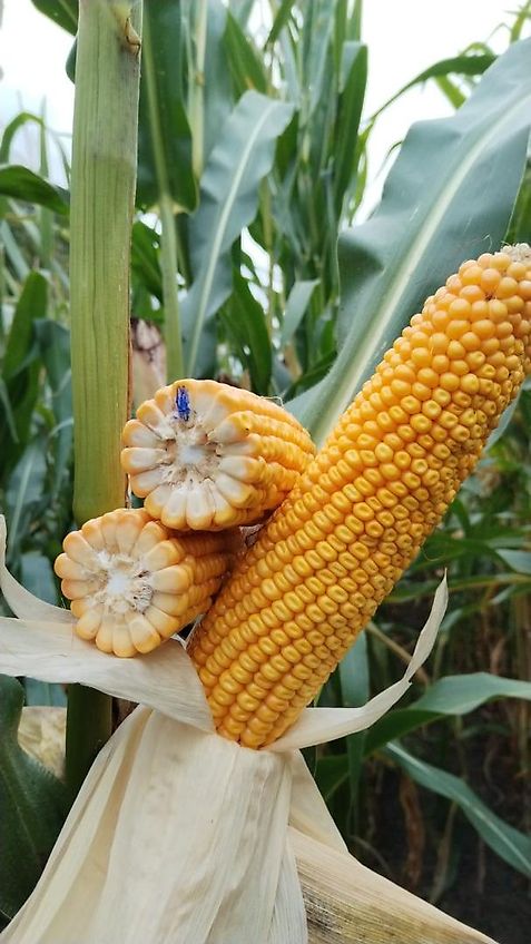 mit Mulchsaatscharen Exaktgrubber 300cm Frontgrubber 8Stiele mit Mulchsaatscharen System Amazone Kein Horsch Howard Lemken Köckerling Kotte Grubber Becker Frontgrubber mit Gummistützrädern