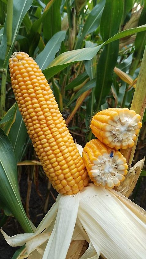 mit Mulchsaatscharen Exaktgrubber 300cm Frontgrubber 8Stiele mit Mulchsaatscharen System Amazone Kein Horsch Howard Lemken Köckerling Kotte Grubber Becker Frontgrubber mit Gummistützrädern