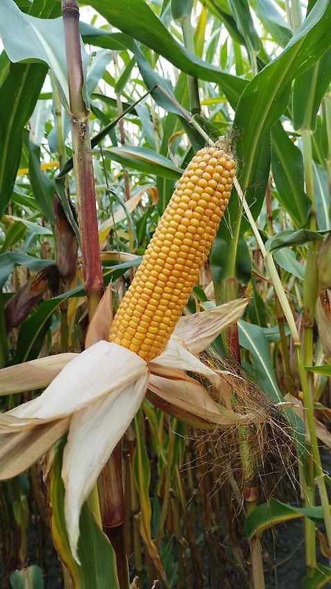 mit Mulchsaatscharen Exaktgrubber 300cm Frontgrubber 8Stiele mit Mulchsaatscharen System Amazone Kein Horsch Howard Lemken Köckerling Kotte Grubber Becker Frontgrubber mit Gummistützrädern