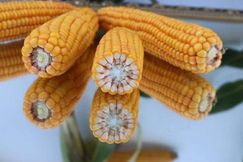 mit Mulchsaatscharen Exaktgrubber 300cm Frontgrubber 8Stiele mit Mulchsaatscharen System Amazone Kein Horsch Howard Lemken Köckerling Kotte Grubber Becker Frontgrubber mit Gummistützrädern