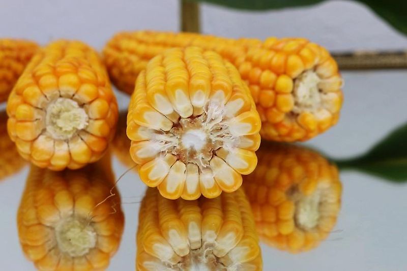 Lemken Lemken Grubber 220cm Nonstop Fremdkörpersicherung an 9 Grubberstilen Rahmenhöhe 70cm Ideal zur Tannenbaumrodung Fremdkörpersicherung über Federpaket über Gewindestange einstellbar