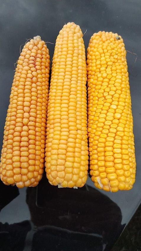 Amazone Kein Amazone TL Howard Kurzgrubber 2 Balkig 3m Arbeitsbreite Frontgrubber mit 6 Stilen (8) Heckgrubber mit Zapfwellendurchtrieb Güllegruber mit Doppelherzscharen als Frontgrubber